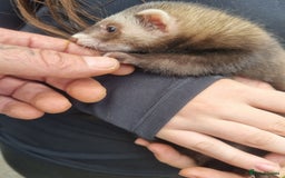 Ferret rodents for sale: Super friendly ferrets - Image 2
