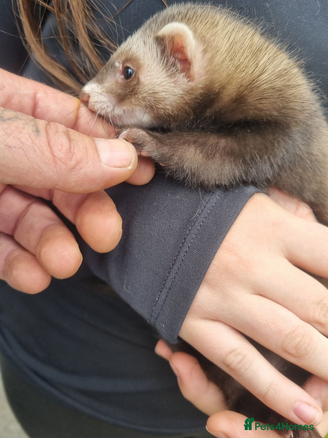 Ferret rodents for sale: Super friendly ferrets - Image 2