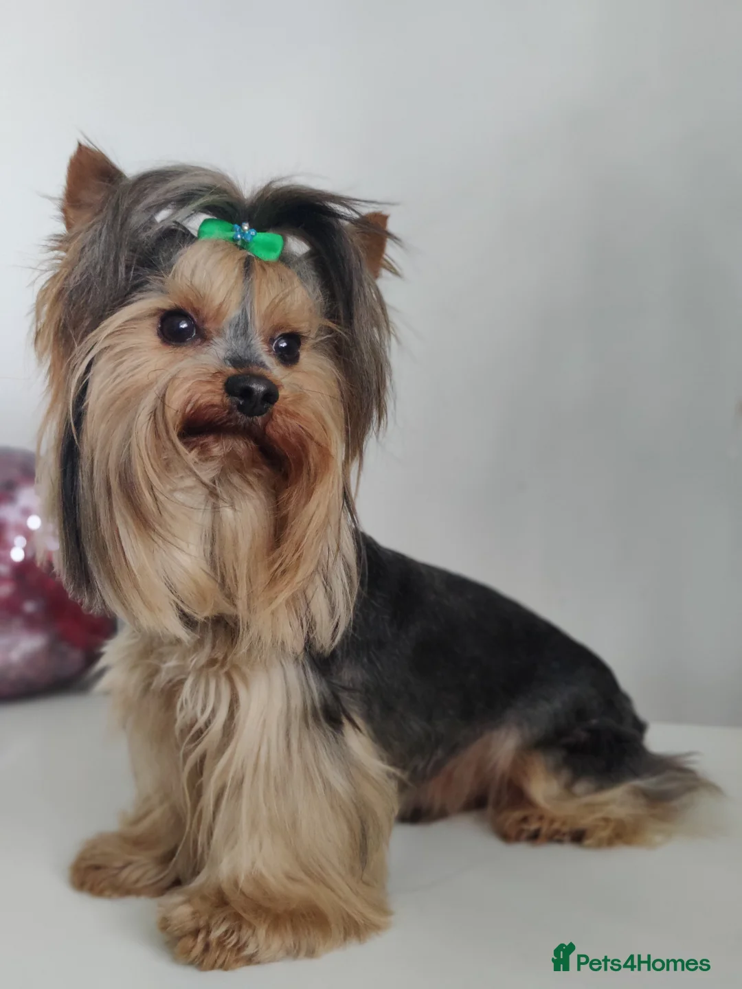 Yorkshire Terrier dogs for stud: Outstanding Yorkshire terrier for STUD only in Hull - Advert 2
