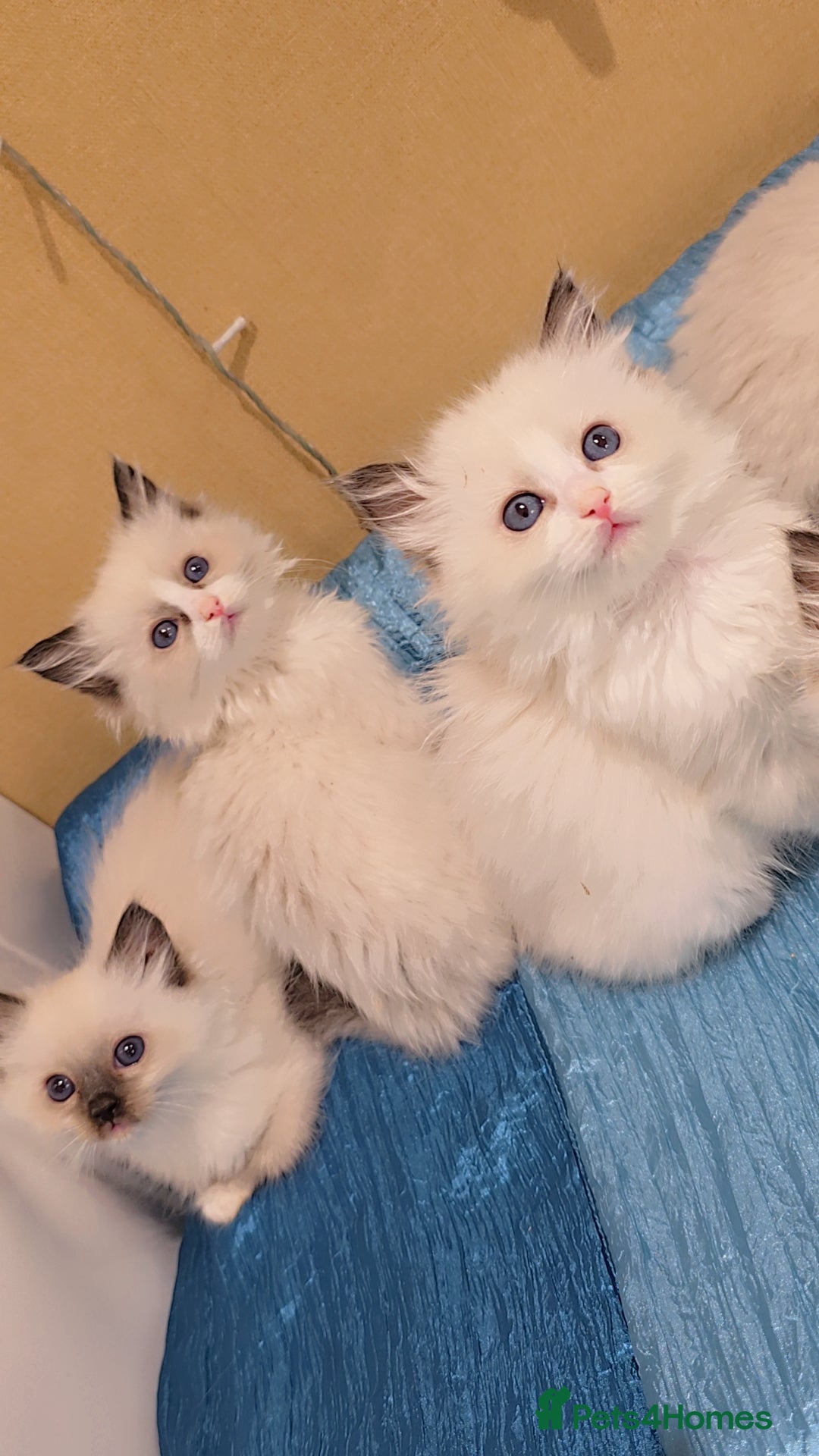 Ragdoll cats for sale: TICA REGISTERED KITTENS/Active - Advert 12