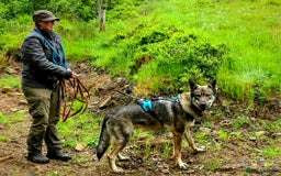 Saarloos Wolfdog dogs for sale: Sarloos wolfdog - Image 4