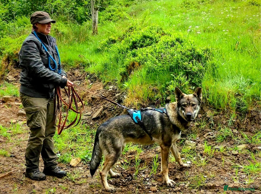 Saarloos Wolfdog dogs for sale: Sarloos wolfdog - Image 4
