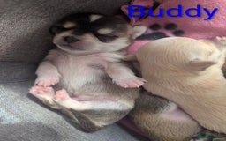Chihuahua dogs for sale: Beautiful Chihuahua puppies  - Image 6