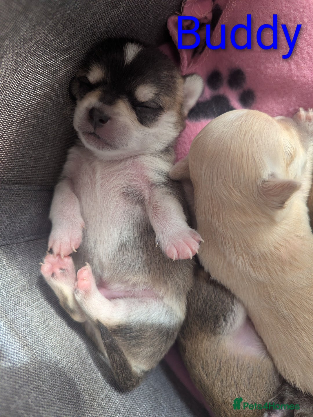 Chihuahua dogs for sale: Beautiful Chihuahua puppies  - Image 6