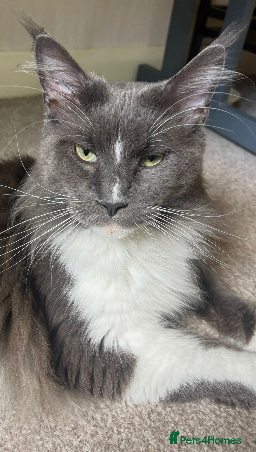 Maine Coon cats for stud: Beautiful Highly Proven Boy for Stud in Swadlincote - Advert 2