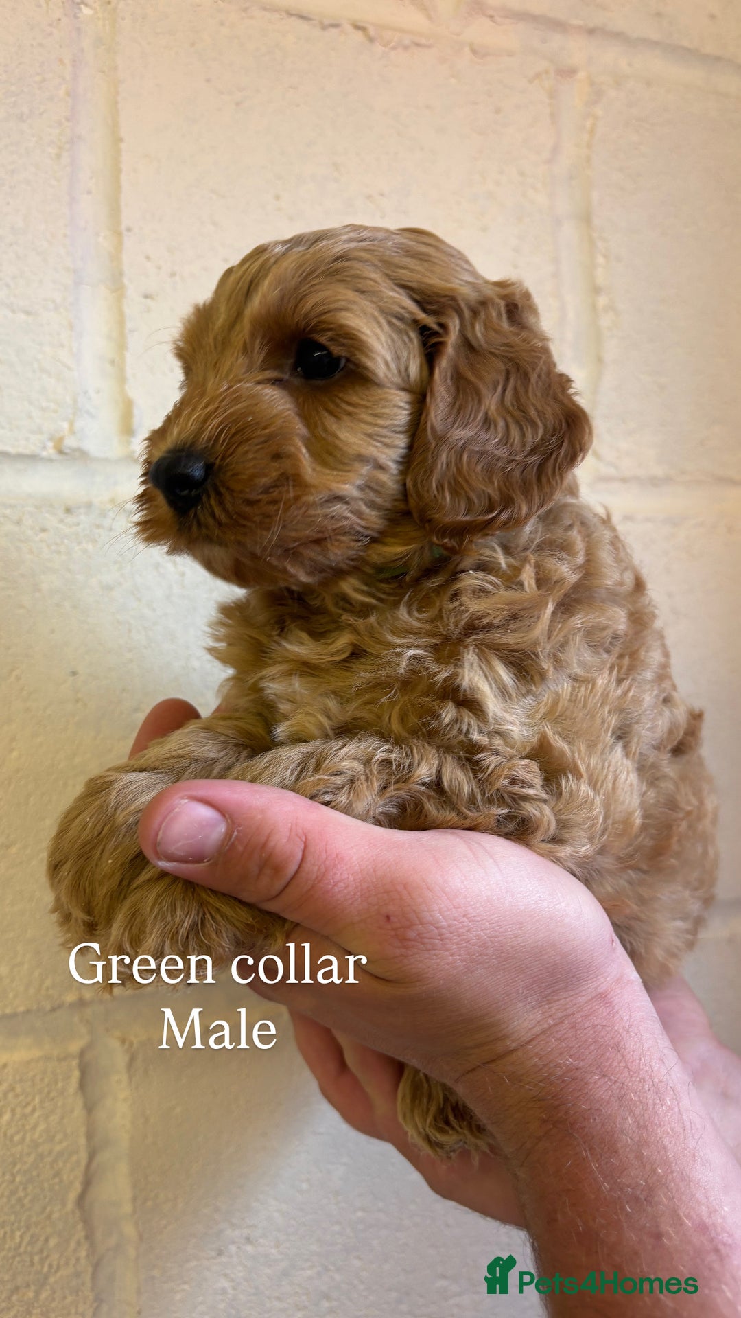 Cockapoo dogs for sale: F1b cockapoo pups  in Pickering - Image 10