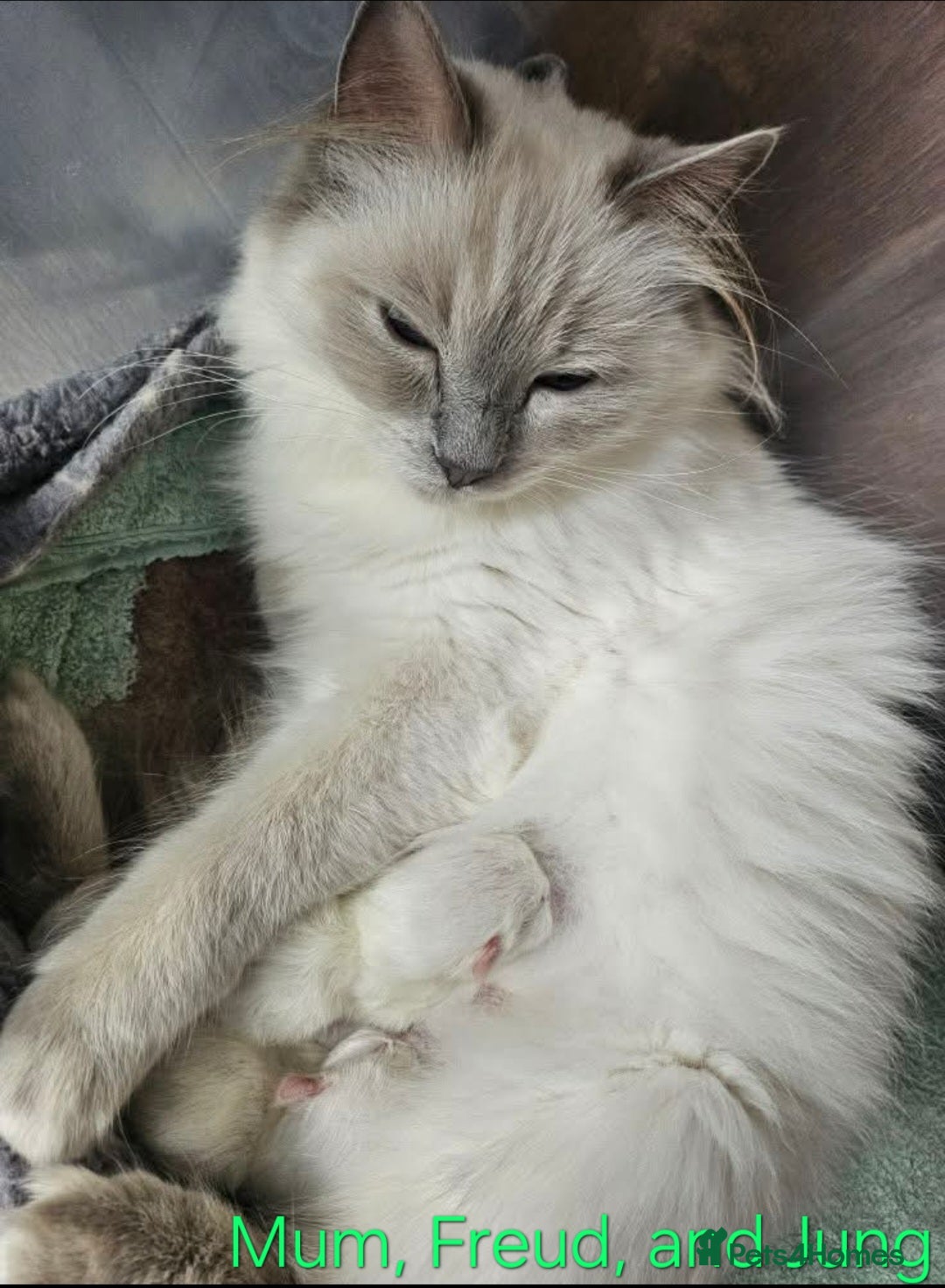 Ragdoll cats for sale: GCCF Registered Pedigree Lilac Point Ragdolls in Dundee - Image 19