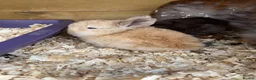 Mini Lop rabbits for sale: Mini lop bunnies  - Advert 3