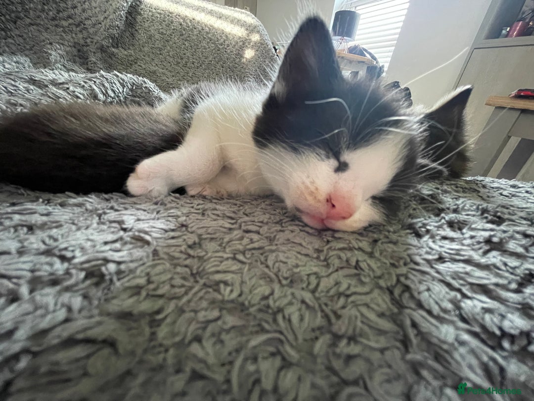 European cats for sale: Lovely kittens  - Image 11