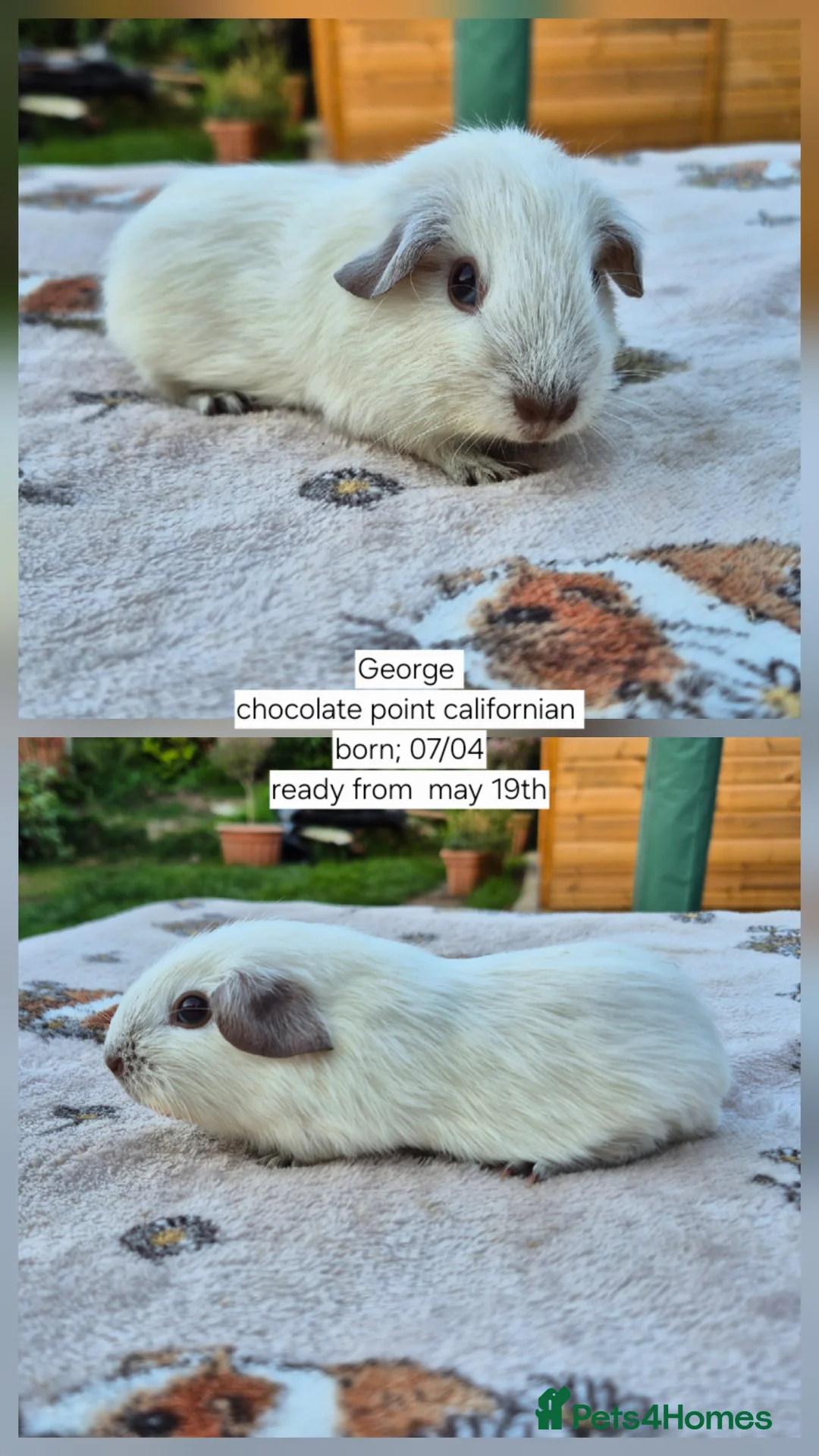 Guinea Pig rodents for sale: Stunning californian, swiss and self boars 👀 - Advert 2
