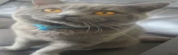 British Shorthair cats for sale: British Shorthair in Rochdale - Advert 2