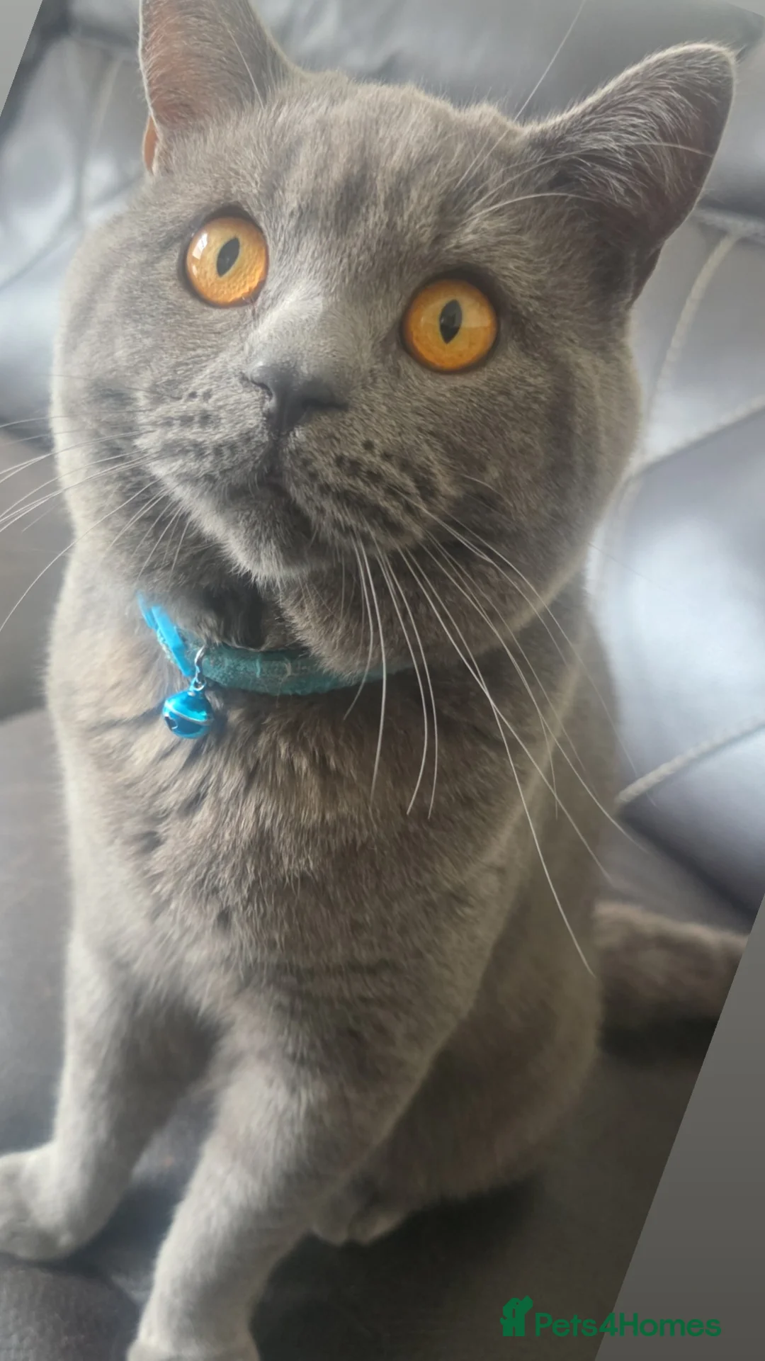 British Shorthair cats for sale: British Shorthair in Rochdale - Advert 2