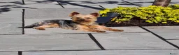 Yorkshire Terrier dogs for stud: KC Registered-Toy Yorkshire Terrier  in Chorley - Advert 3