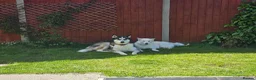 Siberian Husky dogs for sale: ​Beautiful Siberian Husky Pups Born Eclipse Night in Gloucester - Advert 1