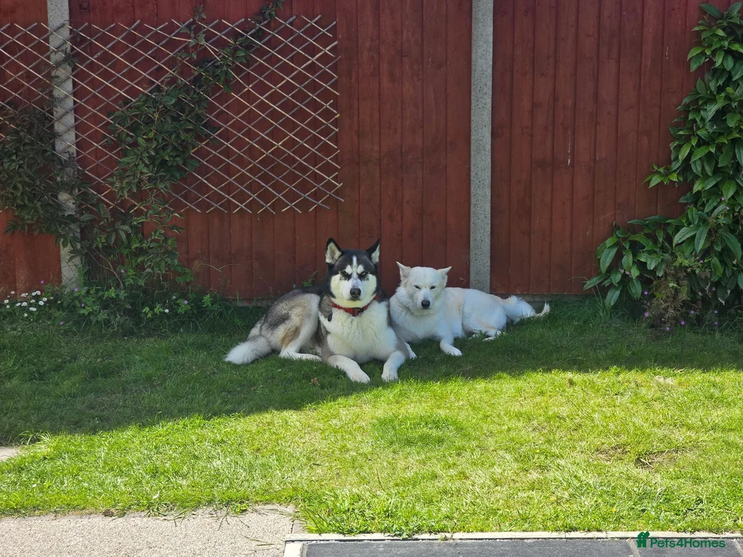 Siberian Husky dogs for sale: ​Beautiful Siberian Husky Pups Born Eclipse Night in Gloucester - Advert 1