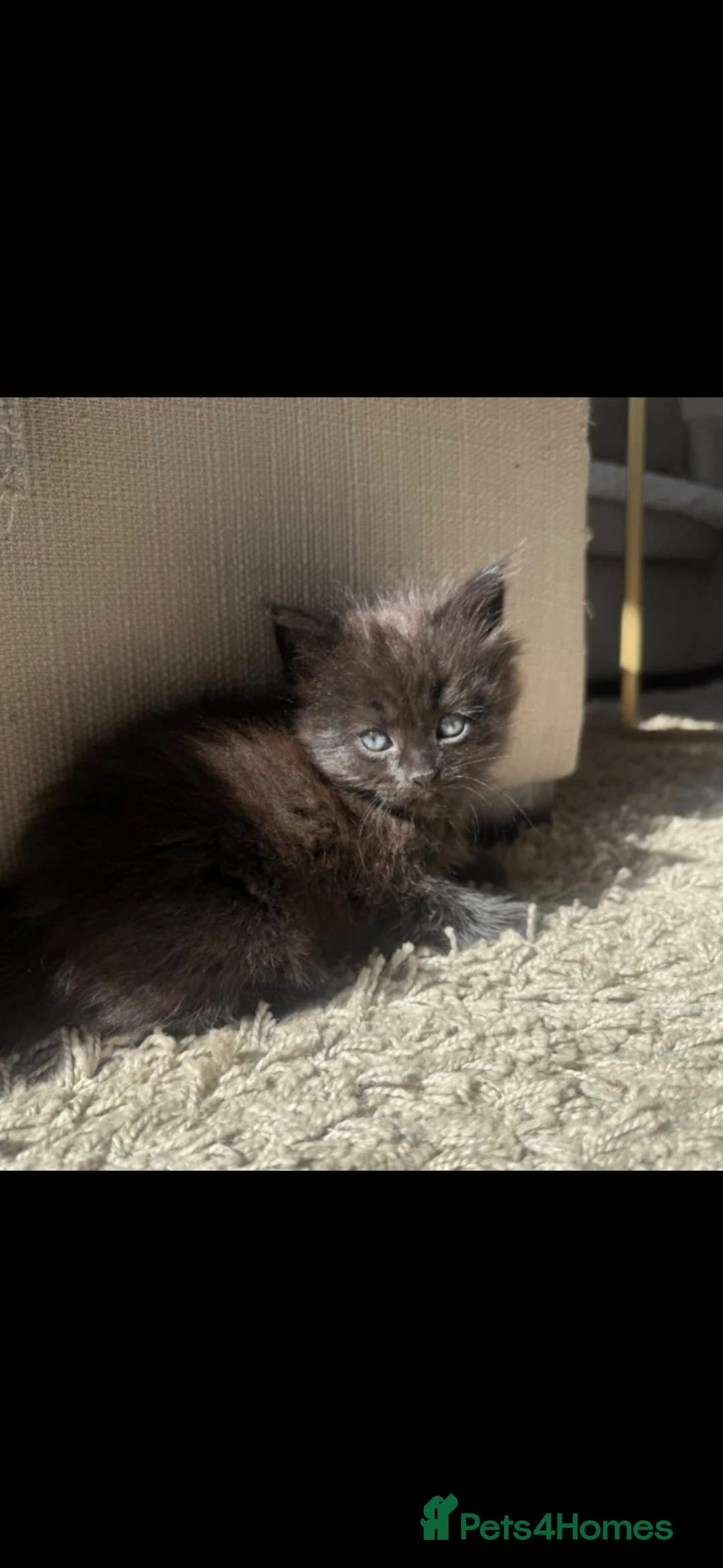 Mixed Breed cats for sale: Female kitten - Advert 2