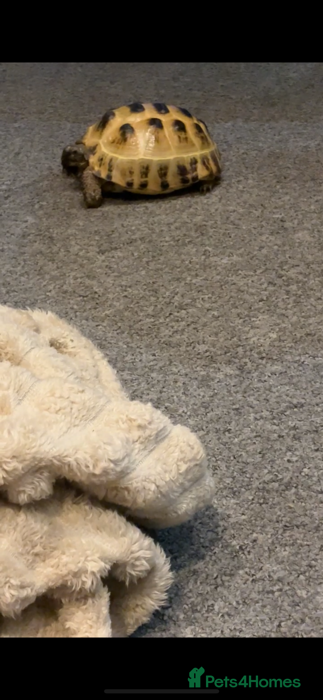 Tortoise reptiles for sale: Horsefield tortoise (Bob) - Advert 2