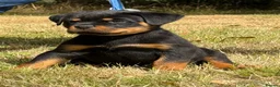 Rottweiler dogs for sale: 🤩 Elite Level XXL Rottweiler puppies 🤩 - Advert 12