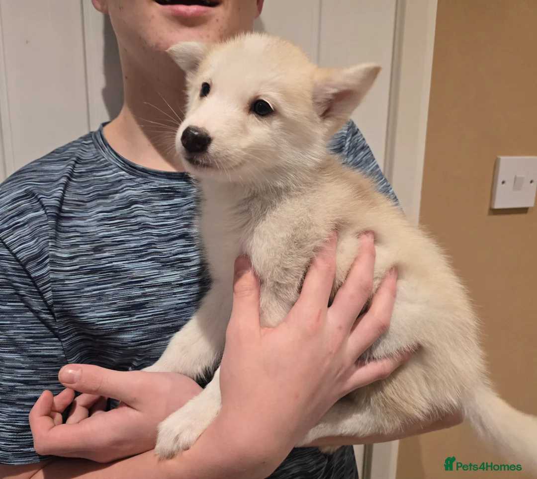 Siberian Husky dogs for sale: Ready Now last 2 girls left in litter - Advert 17