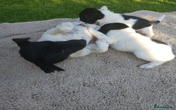 Jack Russell dogs for sale: Minature jack russell puppy's  - Image 2