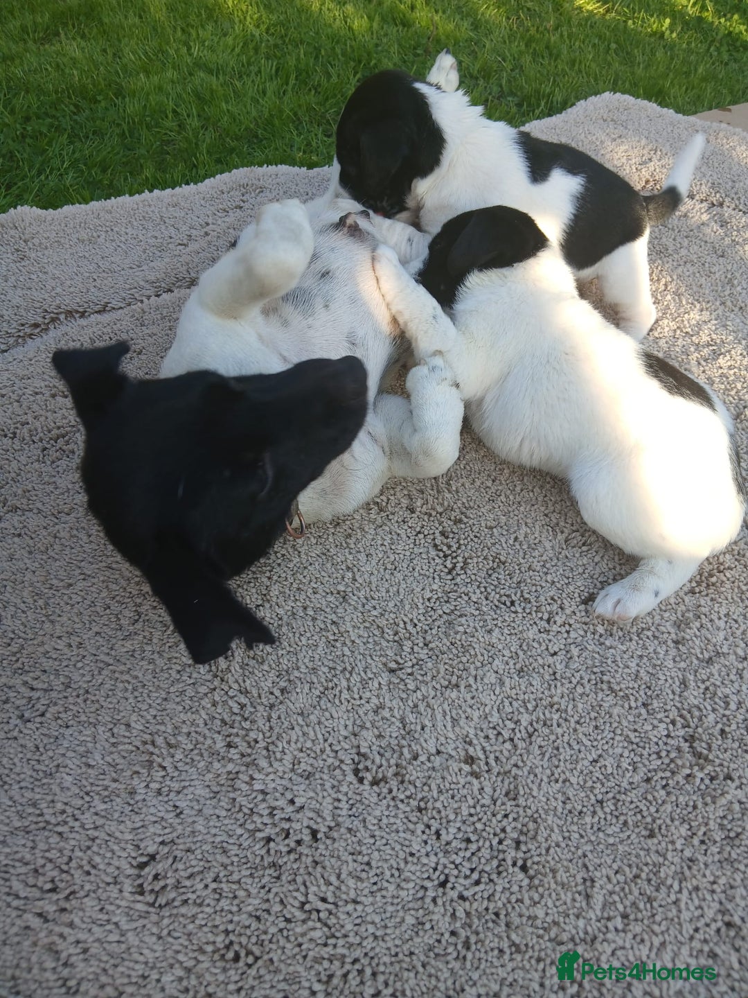Jack Russell dogs for sale: Minature jack russell puppy's  - Image 2