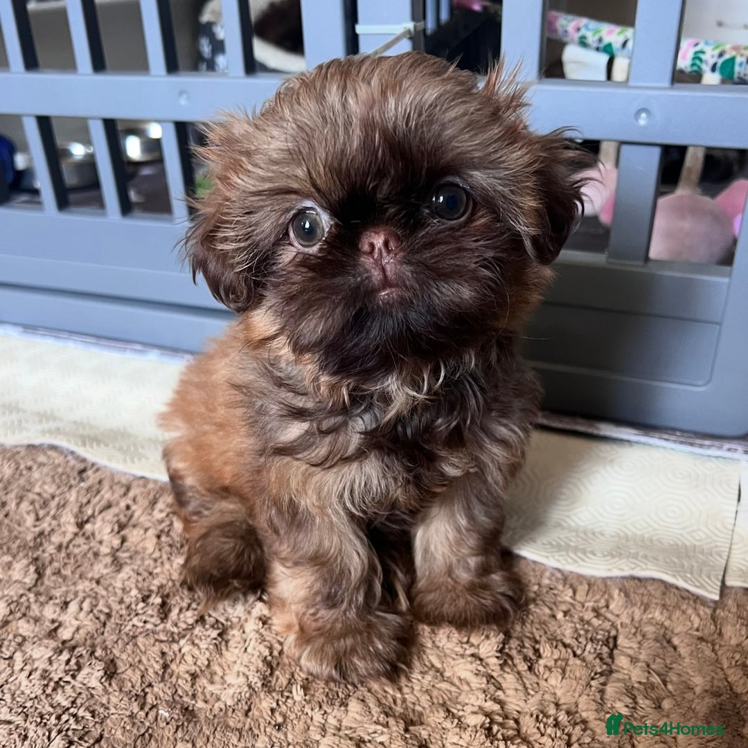 Shih Tzu dogs for sale: Stunning KC chocolate imperial Shihtzu puppies - Image 26