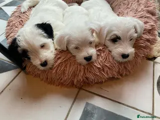 Sealyham Terrier dogs Sealyham Terrier Puppies in Saint Leonards-on-sea - Advert 4