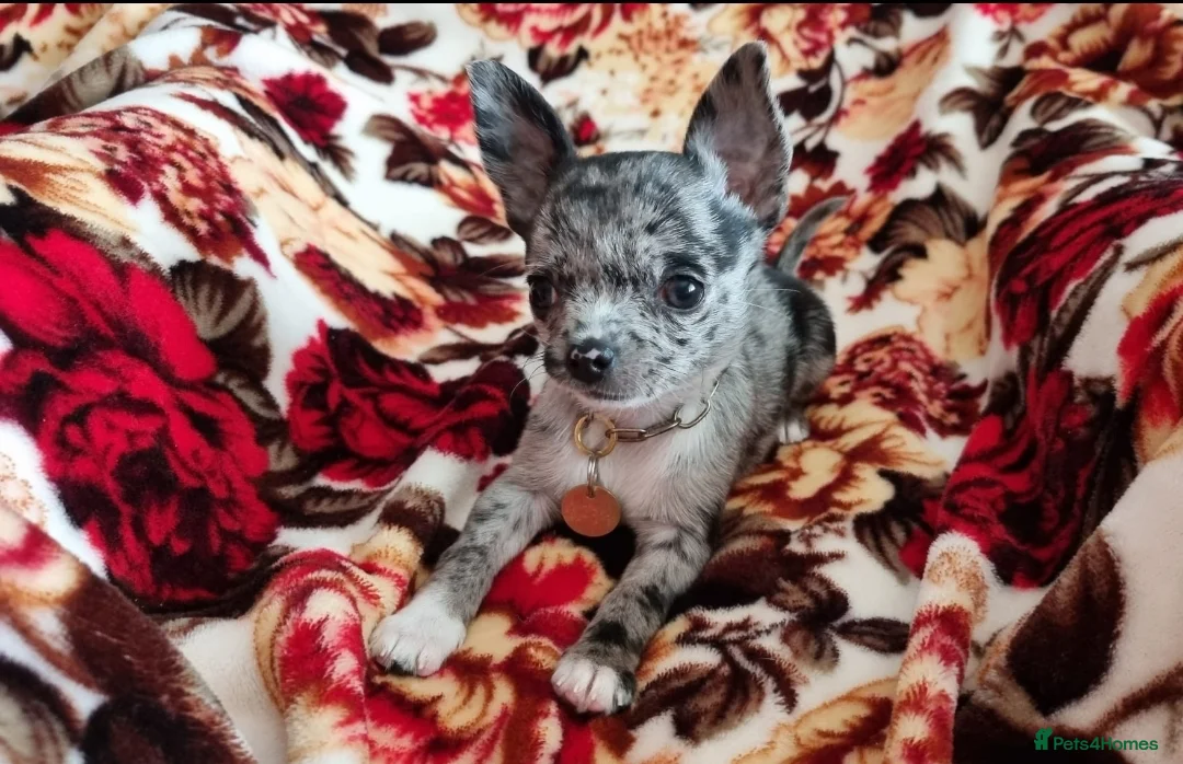 Chihuahua dogs for stud: FREDERICK VON LOVEHUNTER KC Champion heritage Stud in Chorley - Advert 34