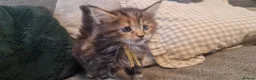 Maine Coon cats for sale: **PURE Maine Coon Kittens** 1 Boy / 3 Girls - Advert 29