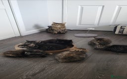 Maine Coon cats for sale: 7 Gorgeous Kittens Maine Coon Tabby Mix - Image 10