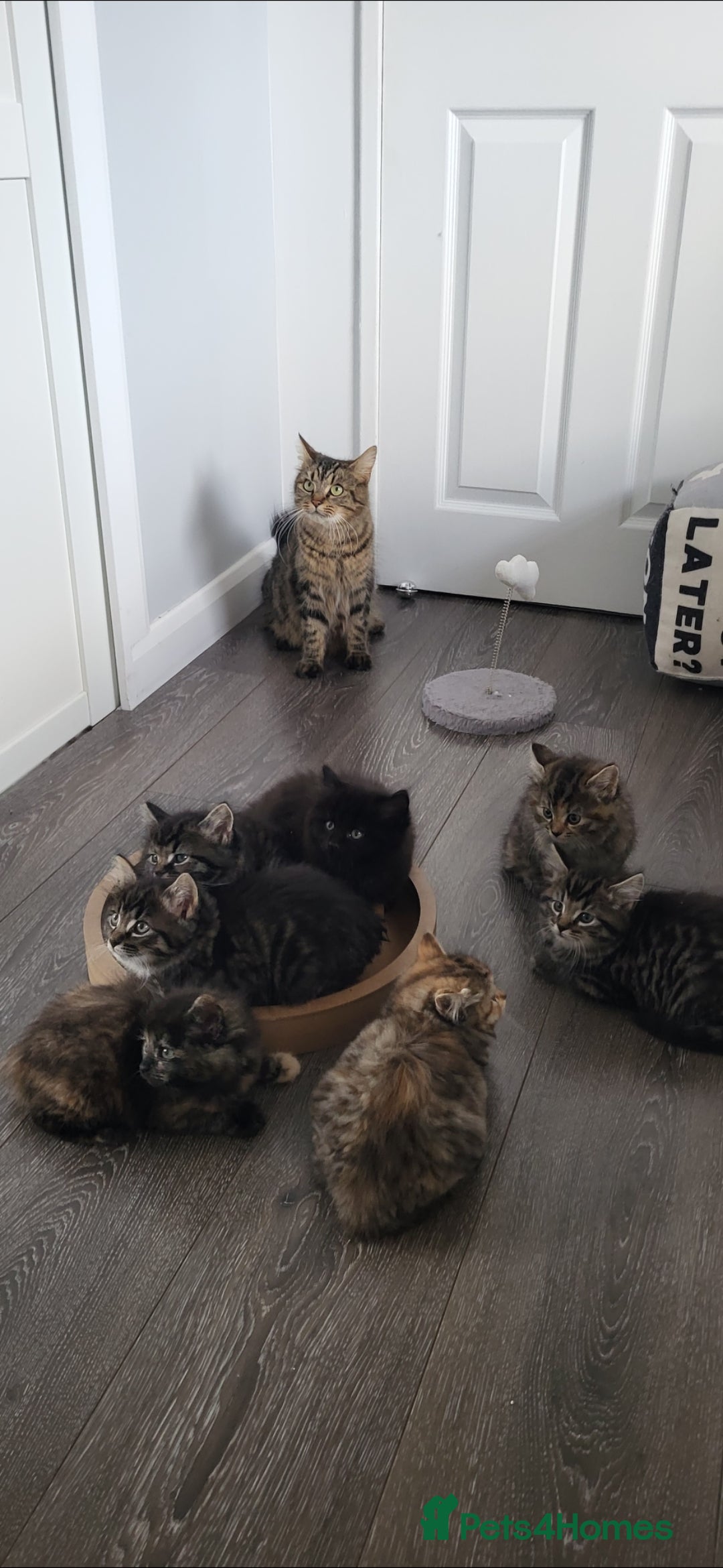 Maine Coon cats for sale: 7 Gorgeous Kittens Maine Coon Tabby Mix - Image 10