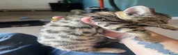 Bengal cats for sale: Stunning Bengal Kittens Only 1 left - Advert 16