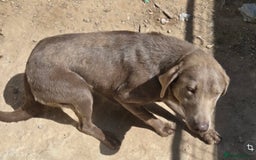 Labrador Retriever dogs for sale: Labrador for sale  - Image 3