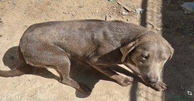 Labrador Retriever dogs - Advert 14
