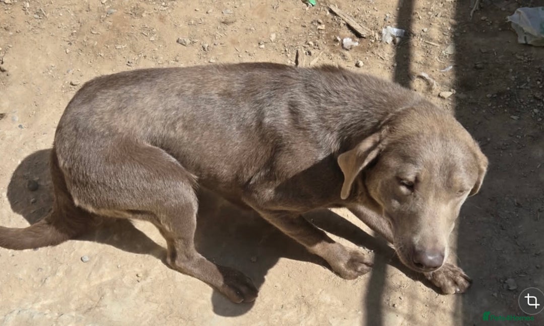 Labrador Retriever dogs for sale: Labrador for sale  - Image 3