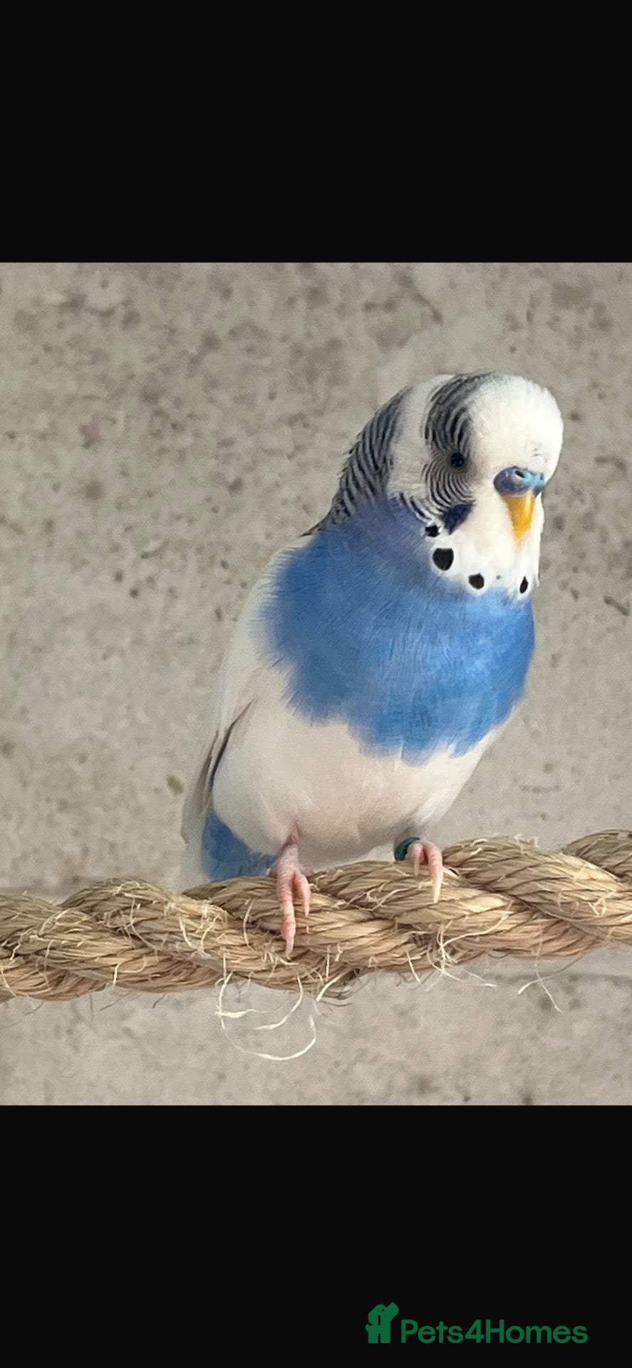 Budgerigars birds Three male budgies  - Advert 1