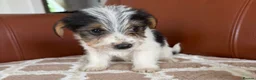 Mixed Breed dogs for sale: Yorkshire terrier X Jack Russell in Harlow - Advert 3