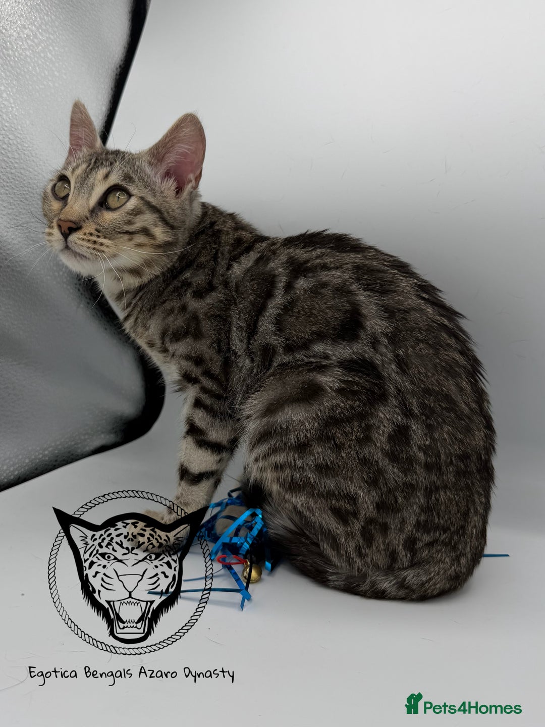 Bengal cats for sale: 🐆✨ GLITTER TICA 6TH GENERATION BENGAL KITTENS🐆✨ - Advert 5