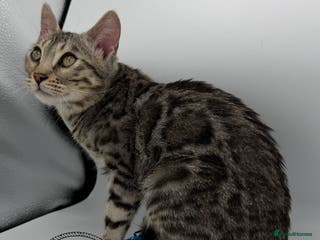 Bengal cats 🐆✨ GLITTER TICA 6TH GENERATION BENGAL KITTENS🐆✨ - Advert 3