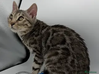 Bengal cats 🐆✨ GLITTER TICA 6TH GENERATION BENGAL KITTENS🐆✨ - Advert 6