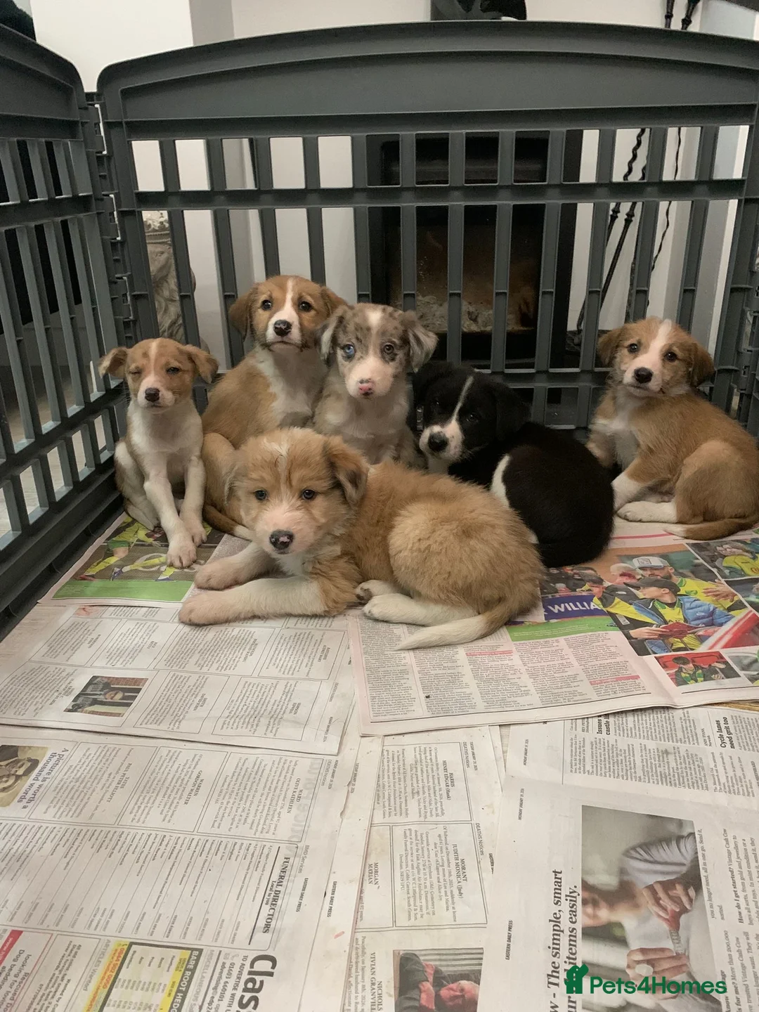 Mixed Breed dogs for sale: Old style Lurcher puppies - Advert 15