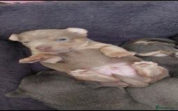 Jack Russell dogs for sale: Lilac/Blue Jack Russell puppies  in Hornchurch - Image 21
