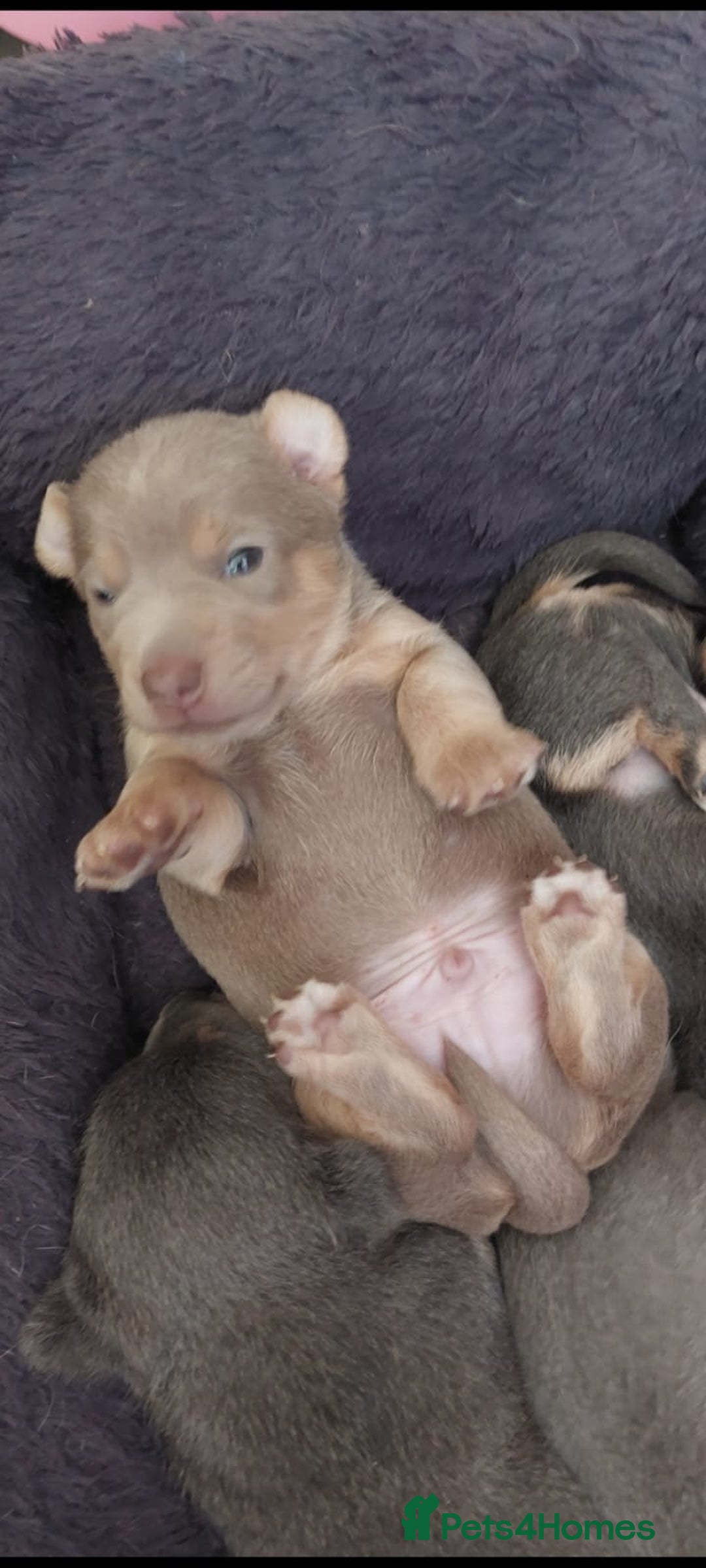 Jack Russell dogs for sale: Lilac/Blue Jack Russell puppies  in Hornchurch - Image 21