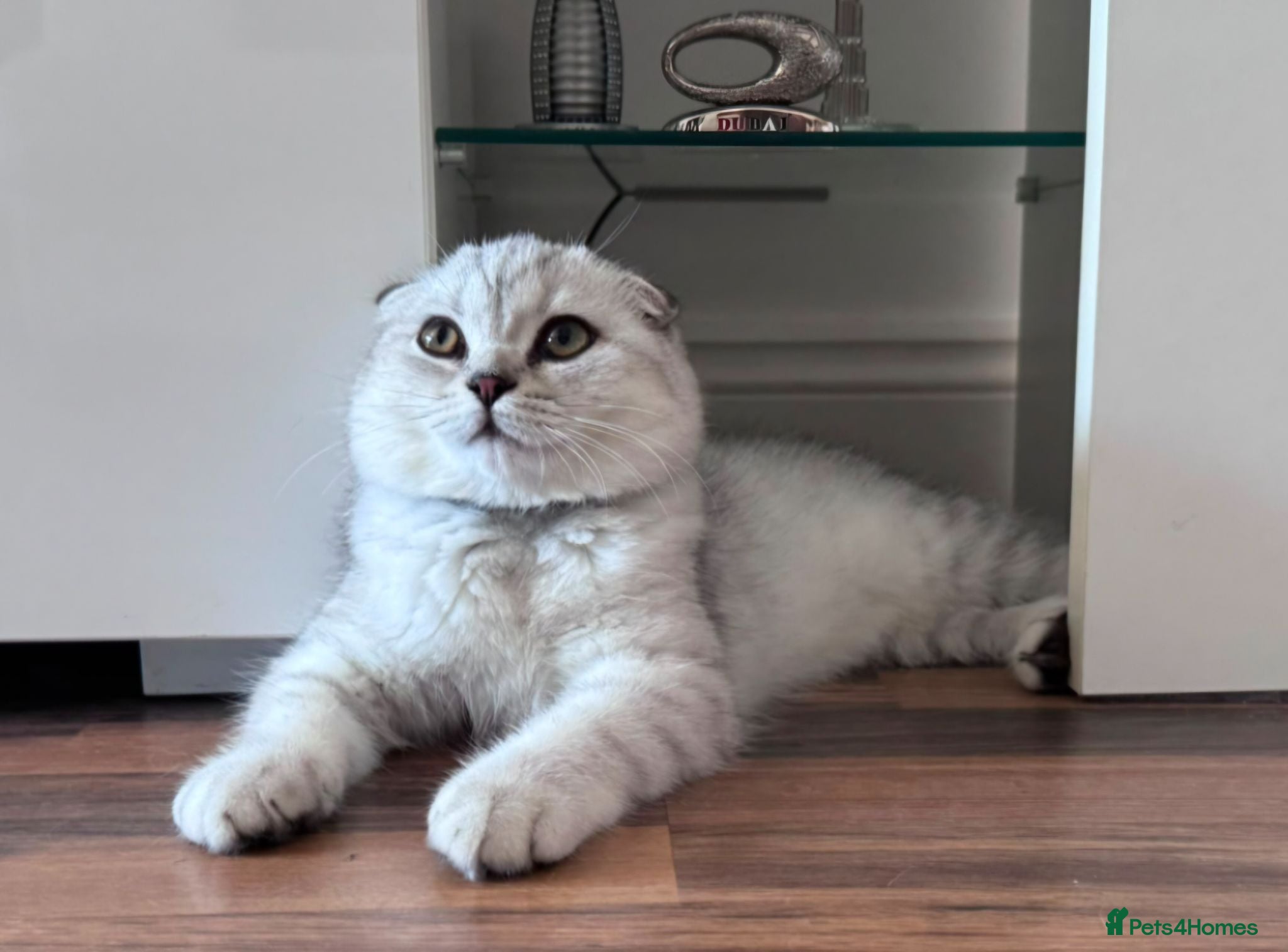 Scottish Fold cats Beautiful Scottish fold Kitten - Advert 2
