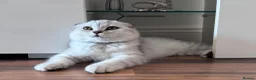 Scottish Fold cats for sale: Beautiful Scottish fold Kitten in Luton - Advert 1
