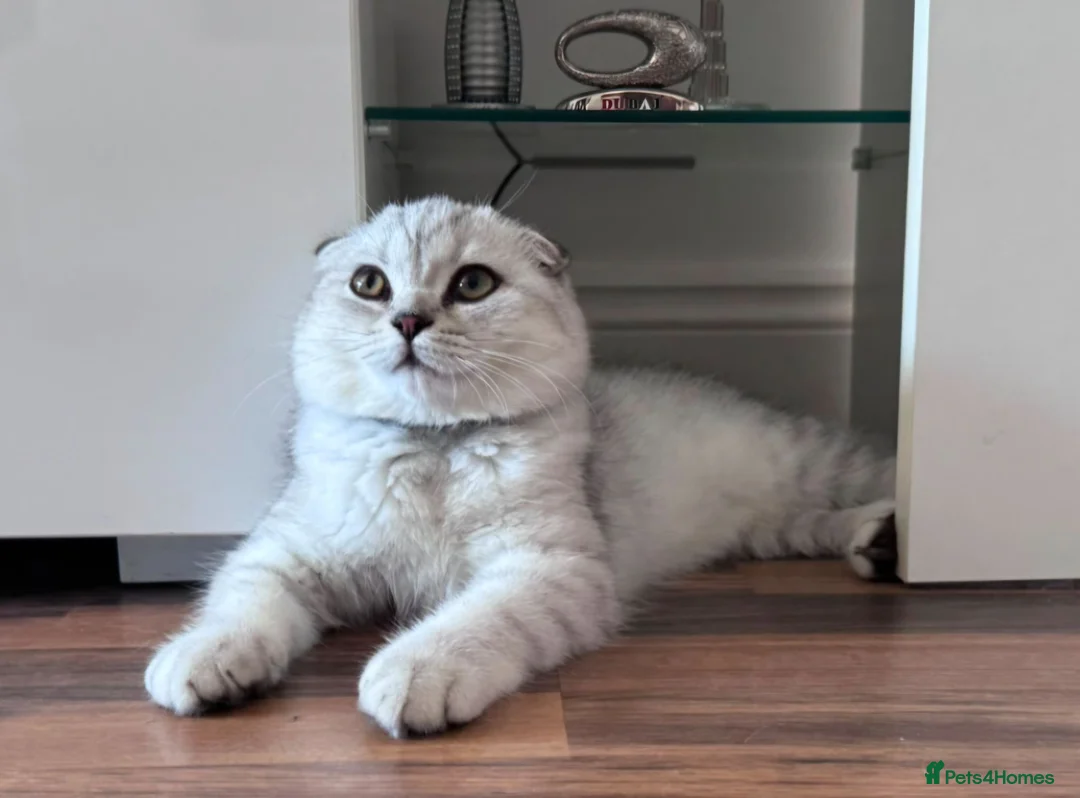 Scottish Fold cats for sale: Beautiful Scottish fold Kitten in Luton - Advert 1