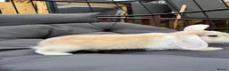 Dwarf Lop rabbits for sale: 8 week old lop kits - Advert 8