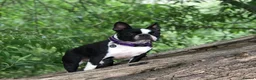 Boston Terrier dogs for sale: Exceptional puppies. Extensively tested parents.   - Advert 16