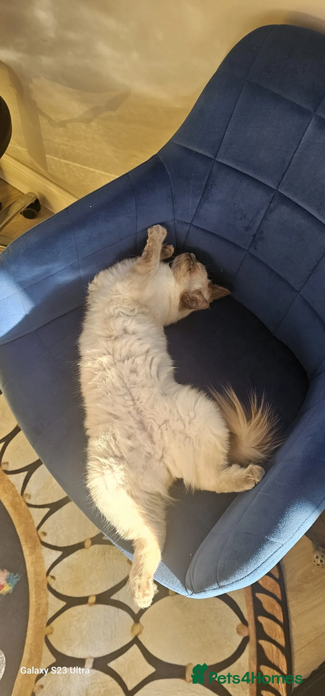Ragdoll cats for sale: Beautiful ragdoll - Advert 3