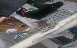 European cats for sale: Female tabby europian shorthair mixed kitten 🏡  - Image 19